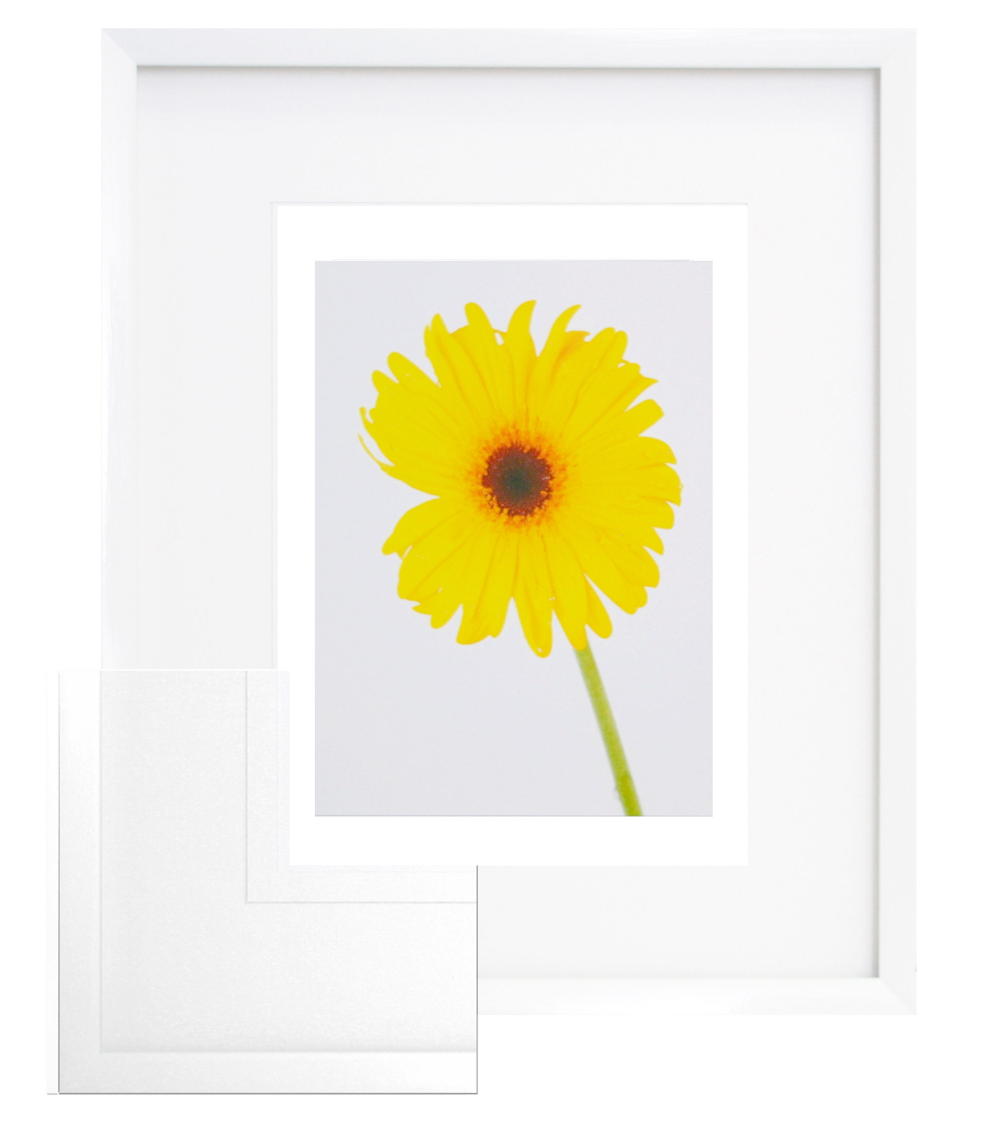 FP168 Wall décor art framed print floral white frame